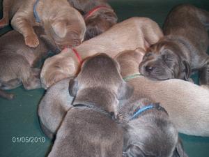 AKCWeimaranerPuppies